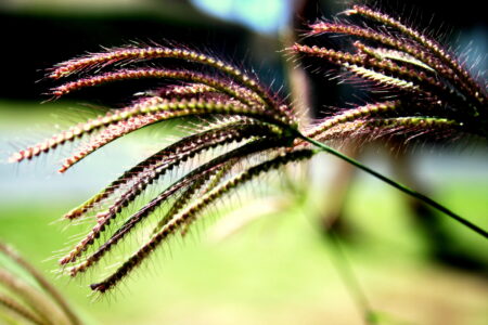 Tall Plant Grass