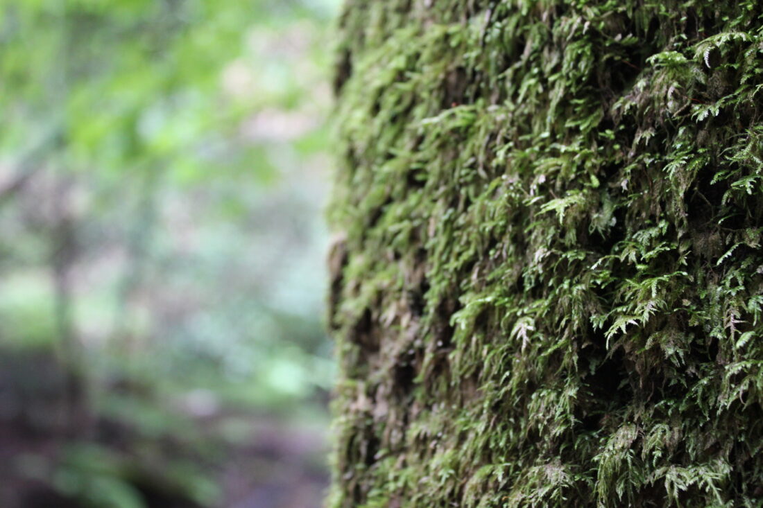 Free stock image of Tree Moss Forest