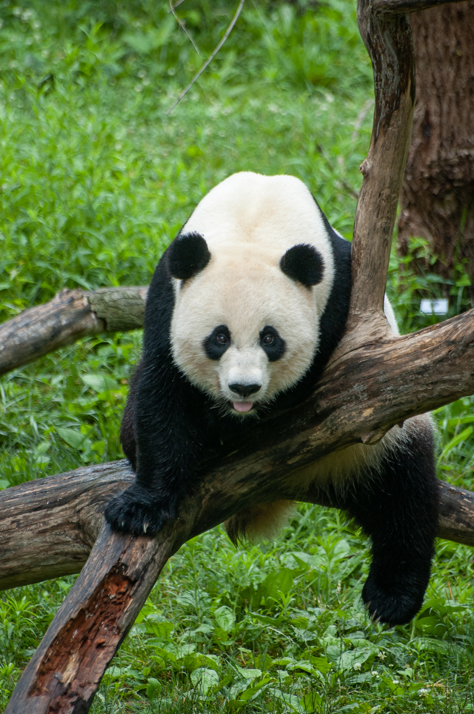 Panda Bear Animal Royalty-Free Stock Photo