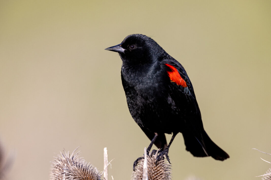 Free stock image of Black Bird Nature