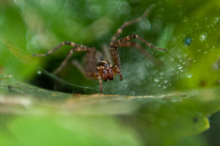 Spider Web Insect