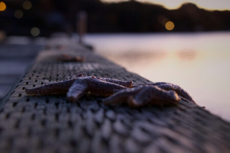 Starfish Beach Ocean