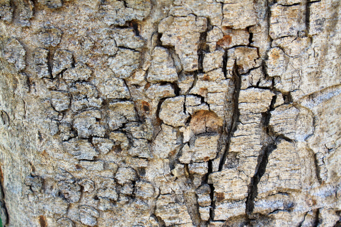 Free stock image of Bark Surface Nature