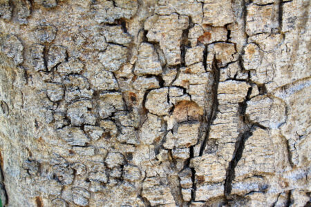Bark Surface Nature