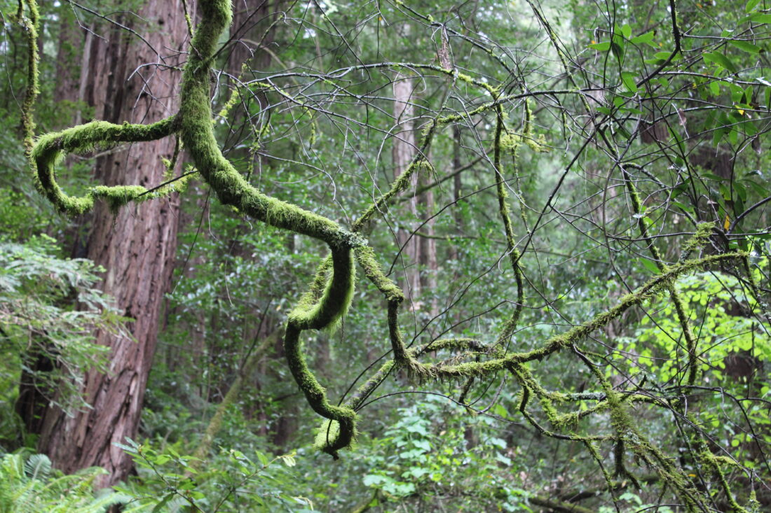 Free stock image of Moss Tree Forest