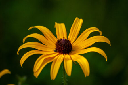 Summer Flower Nature