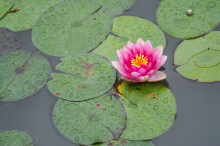 Water Flower Lotus