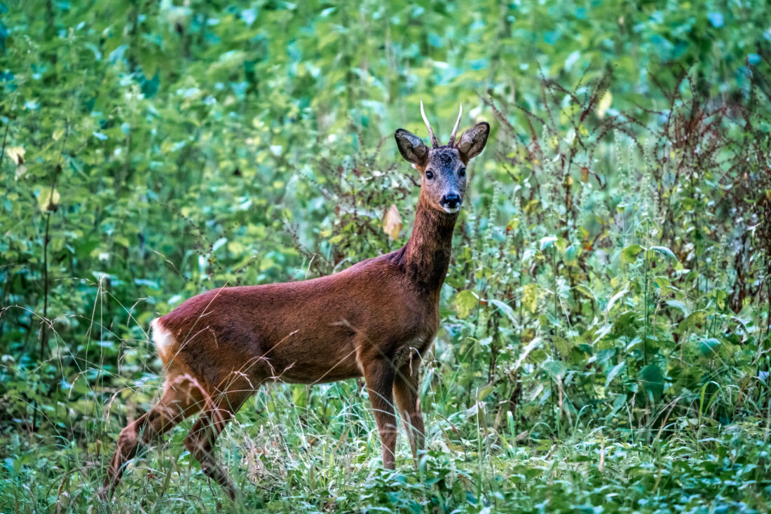Free stock image of Deer Forest Wildlife