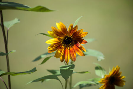 Sunflower Garden Nature