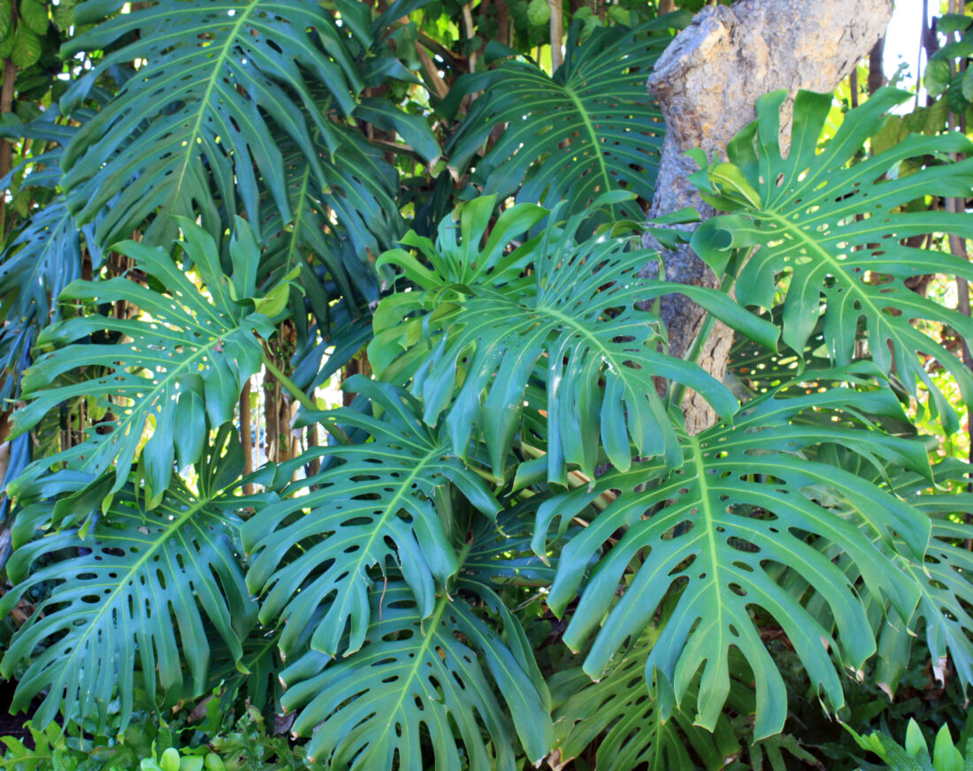 Free stock image of Tropical Plant Leaves
