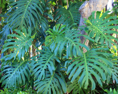 Tropical Plant Leaves