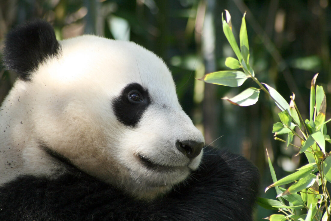 Free stock image of Panda Bear Animal