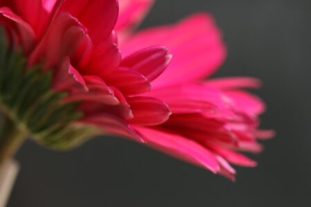 Pink Flower Close
