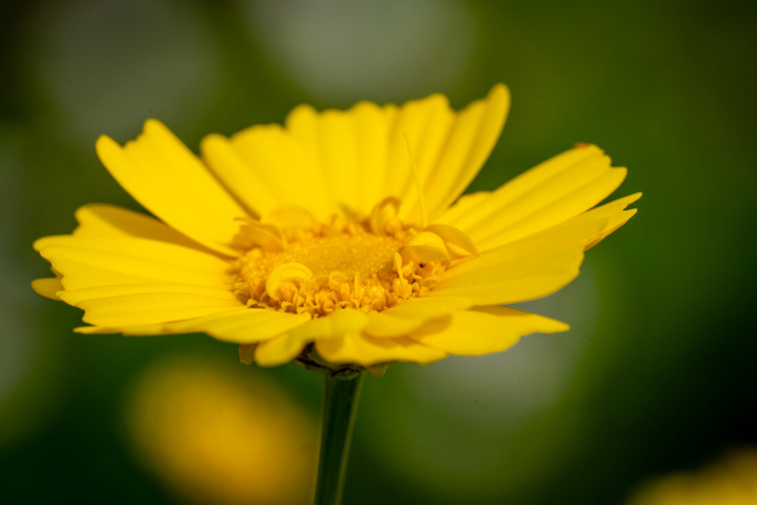 Free stock image of Yellow Flower Close