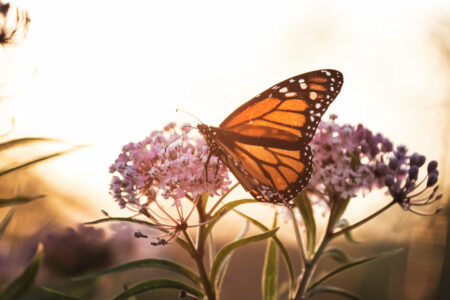 Butterfly Close Insect