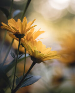 Bokeh Daisies Flower