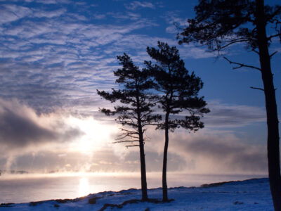 Winter Trees Snow