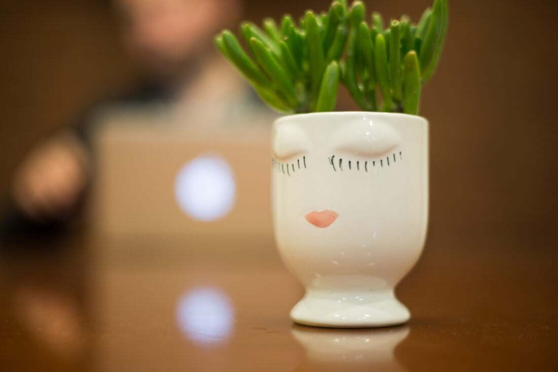 Free stock image of Plant Vase Indoor