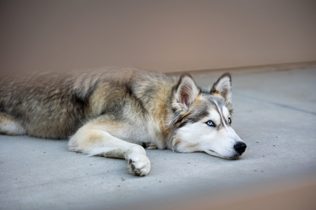 Free stock image of Husky Animal Dog