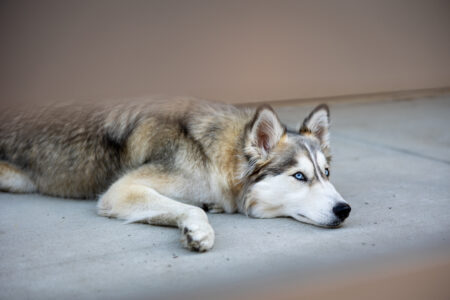 Husky Animal Dog