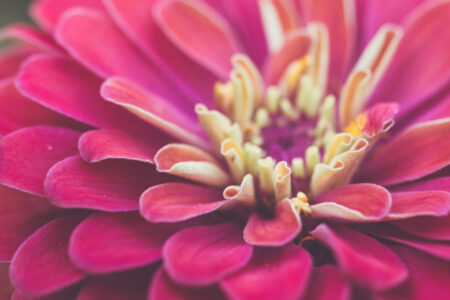 Flower Blossom Macro