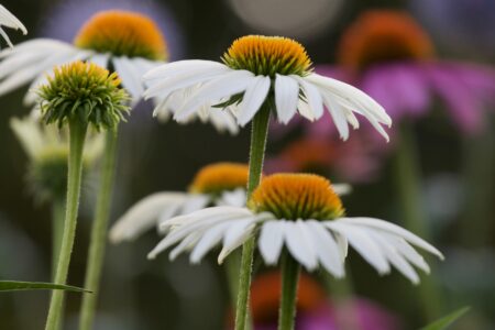 White Flowers Nature