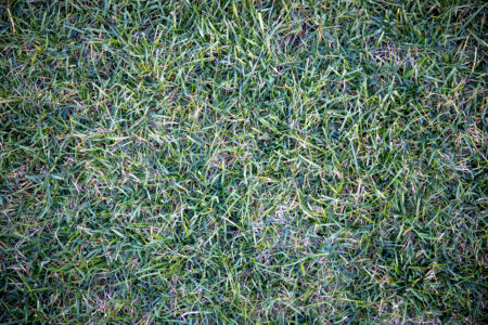 Grass Background Summer