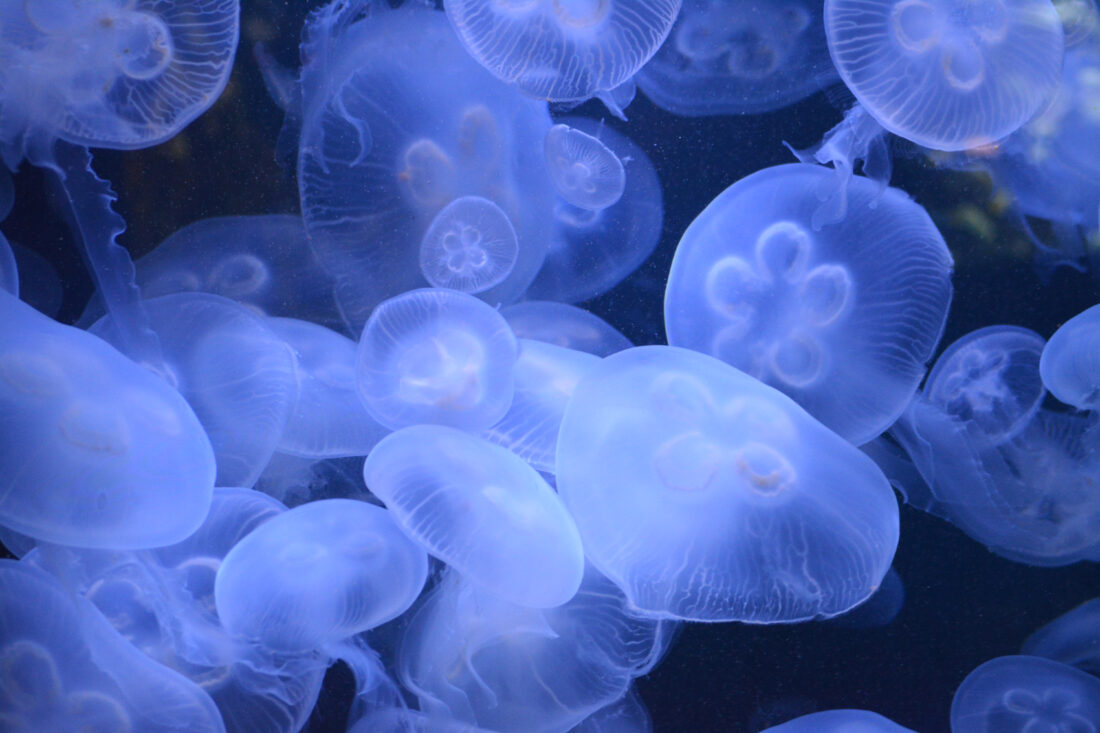 Free stock image of Jellyfish Blue Texture
