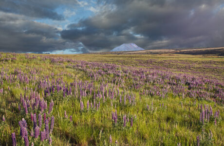 Lupine Flowers Field