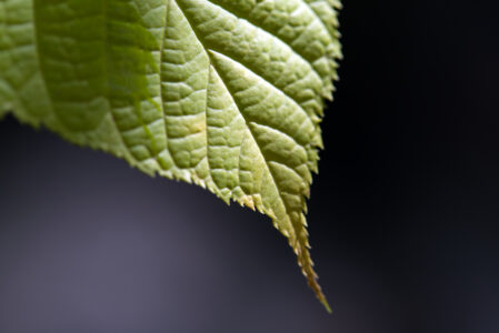 Green Leaf Close up