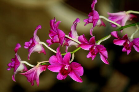 Pink Flowers Garden