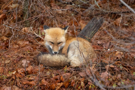 Fox Animal Nature