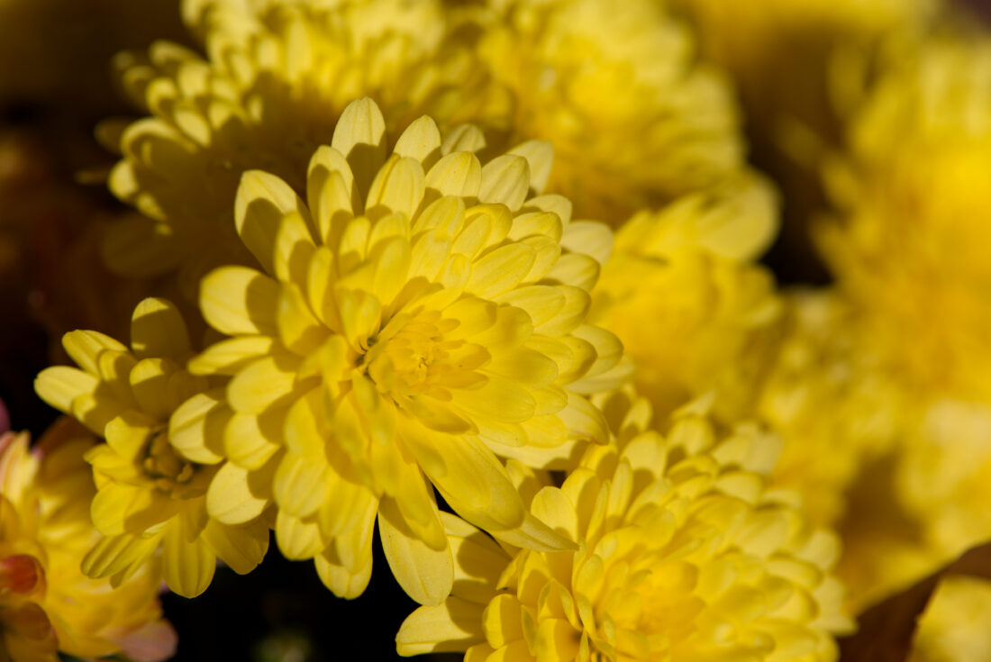 Free stock image of Yellow Flowers Background