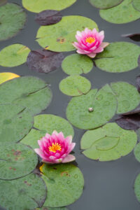 Water Lotus Pond