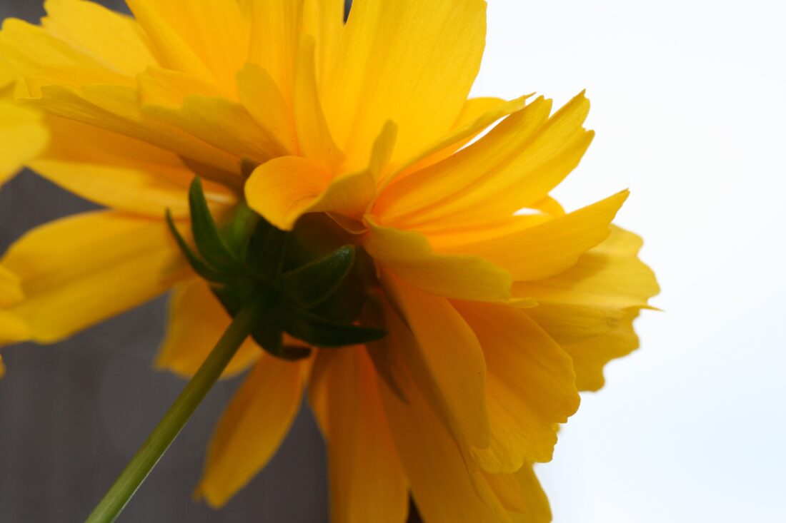 Free stock image of Yellow Flower Close