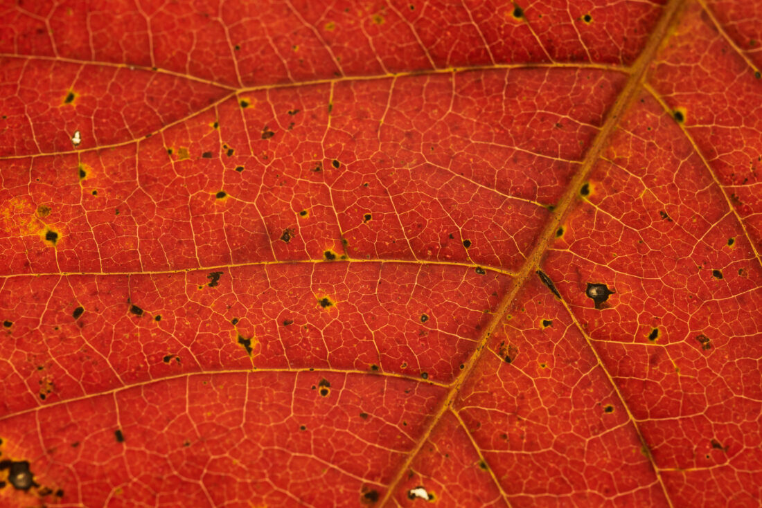 Free stock image of Leaf Vein Nature