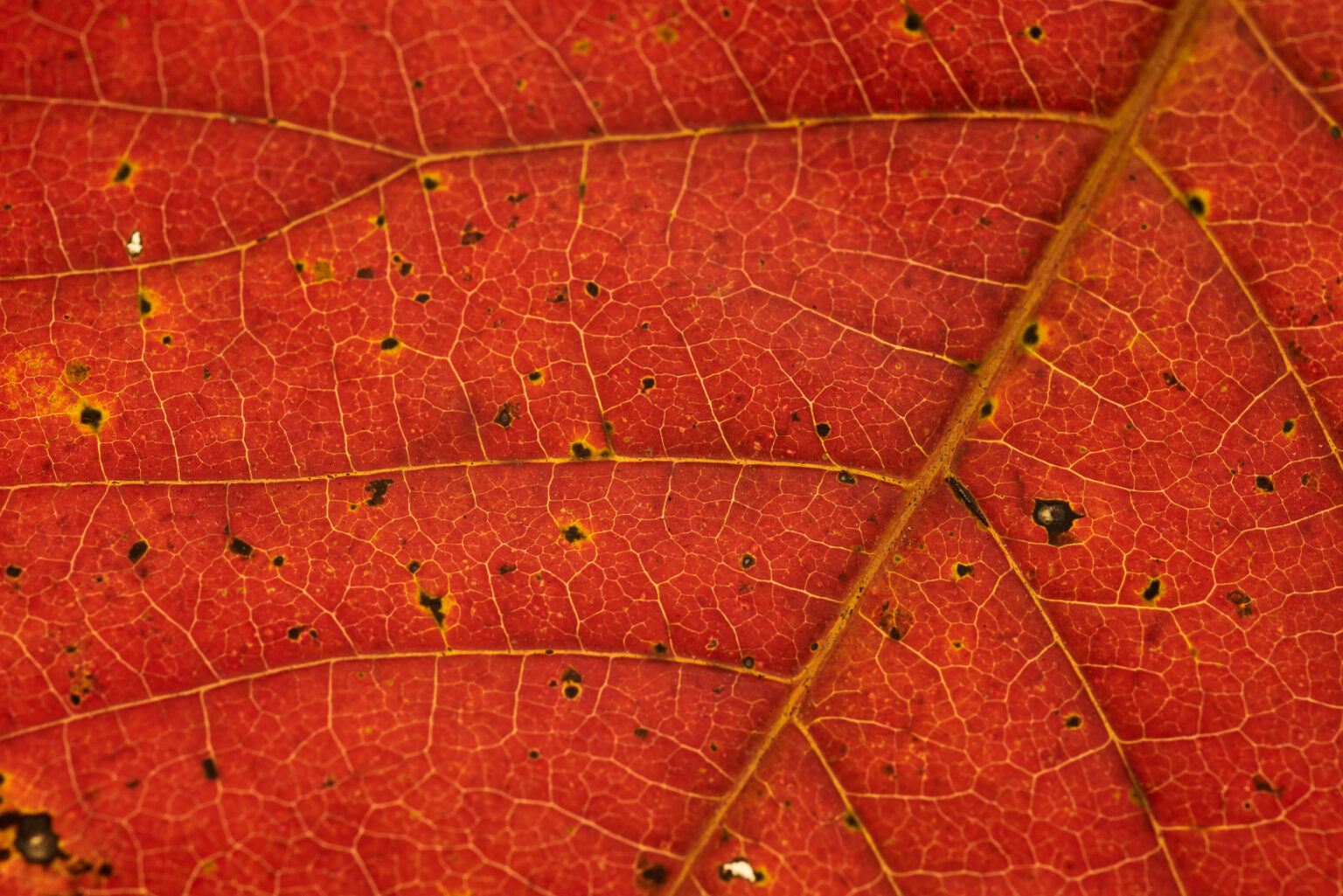 Green Leaf Pattern Royalty-Free Stock Photo