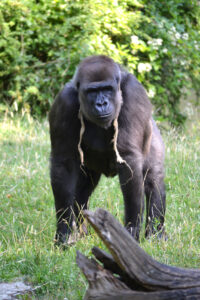 Gorilla Nature Animal