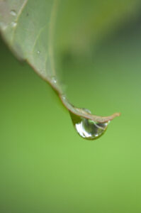 Dew Drops Nature