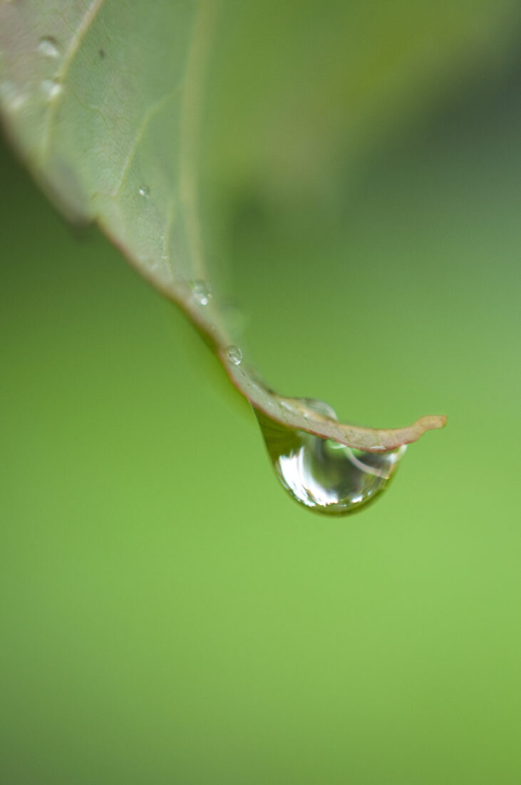 Dew Drops Nature Royalty-Free Stock Photo
