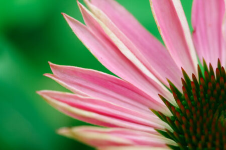 Flower Petals Macro