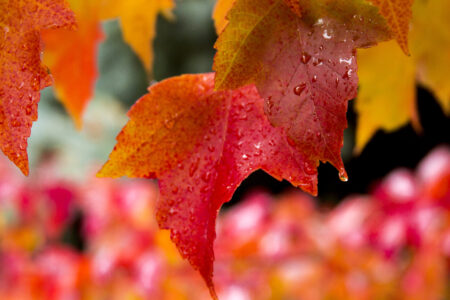 Leaf Autumn Nature