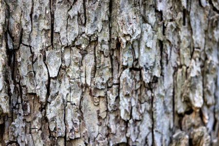 Bark Texture Tree