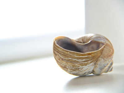 Snail Shell Close