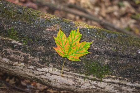 Fall Leaf Autumn