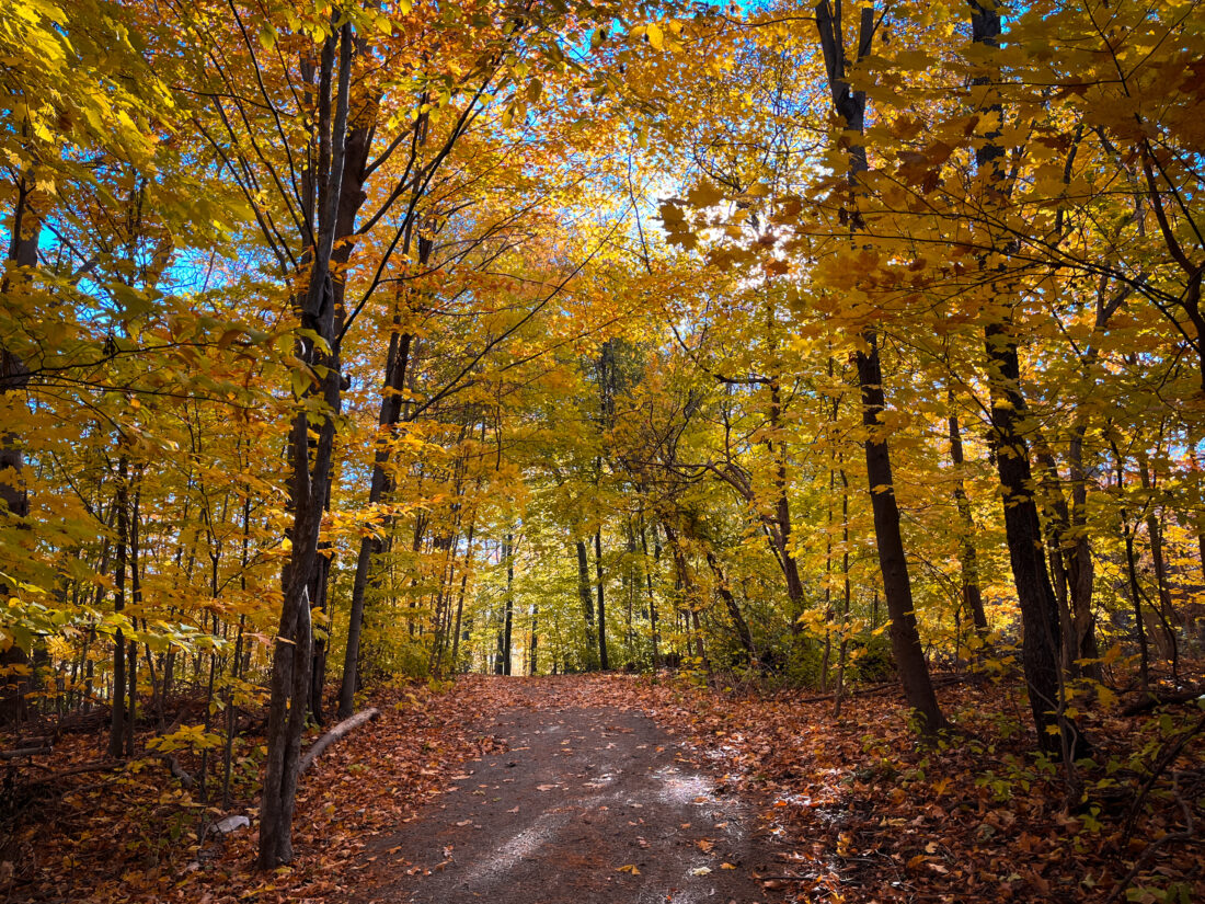 Free stock image of Fall Forest Autumn