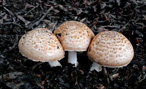 Mushroom Fungus Nature