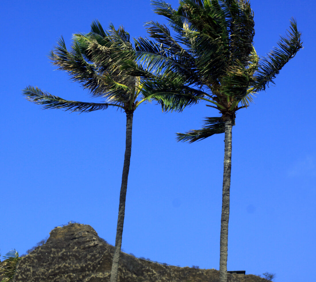 Free stock image of Palm Trees Sky