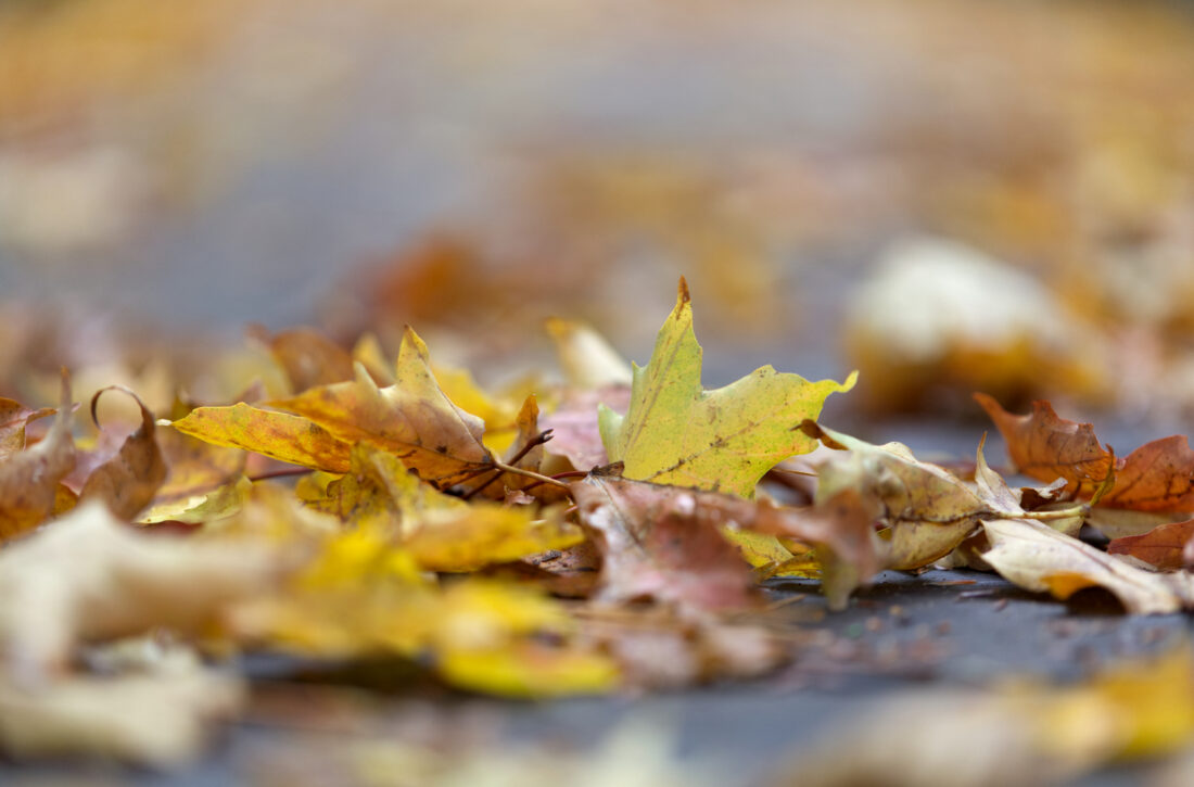 Free stock image of Autumn Fall Leaves
