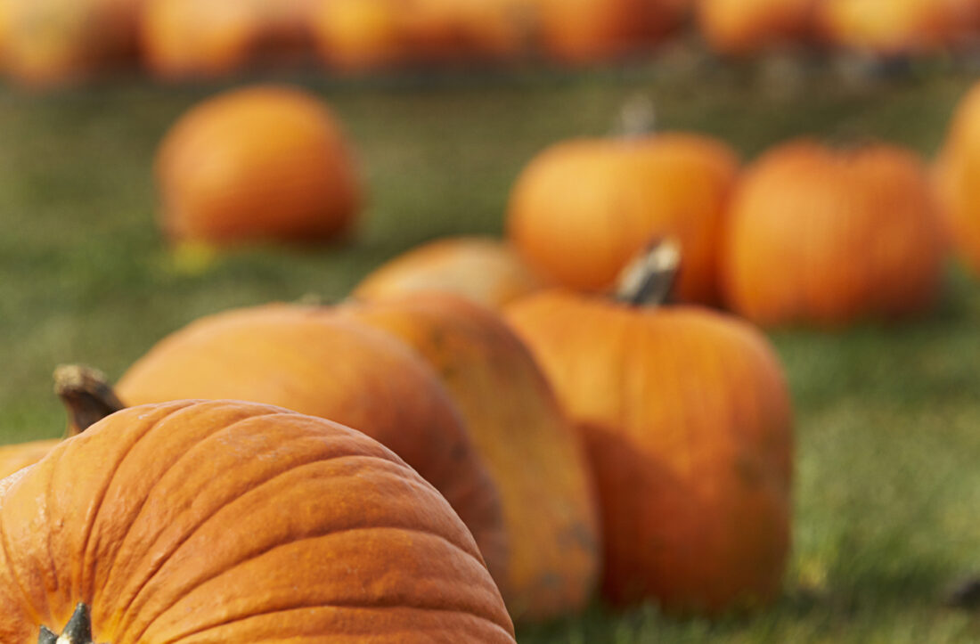 Free stock image of Fall Pumpkins Background